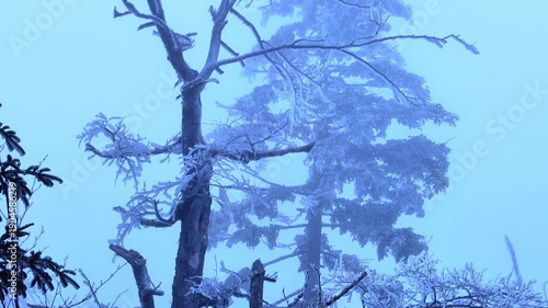 Dry deciduous tree covered in ice and an evergreen tree in the background. winter scene, winter blizzard.
