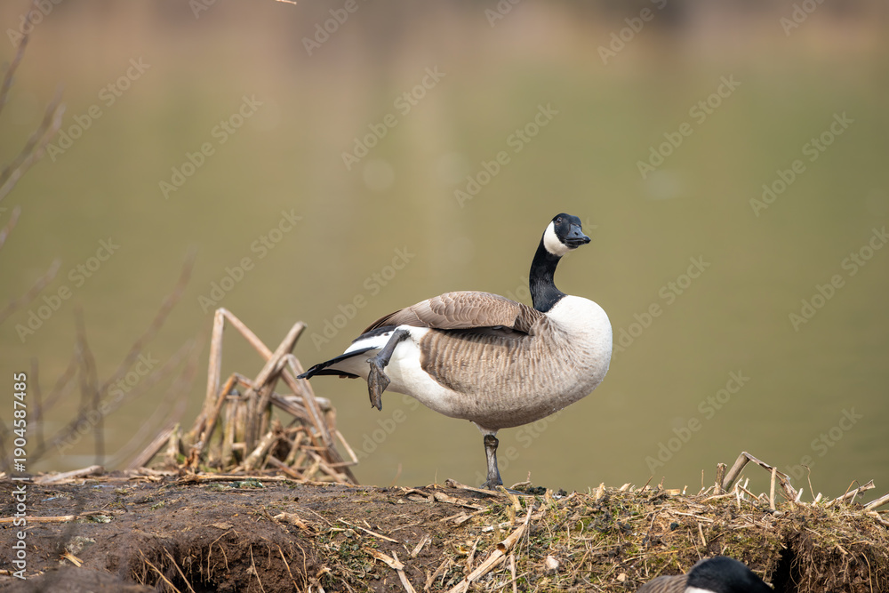 Obraz premium Germany - Mörlenbach - Stausee Pond; The Canadian Goose, Branta canadensis, is a species of animal native to North America belonging to the genus Branta.