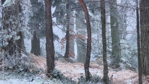 Winter forest in the snow. Calming relaxing forest scene during winter. Evergreen and deciduous trees decorated with frost.