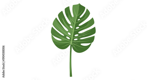 Close-up of a single Monstera leaf on a white background