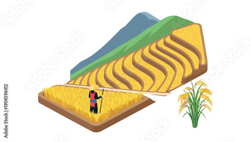 Farmer in rice terrace with mountains and harvested field scene