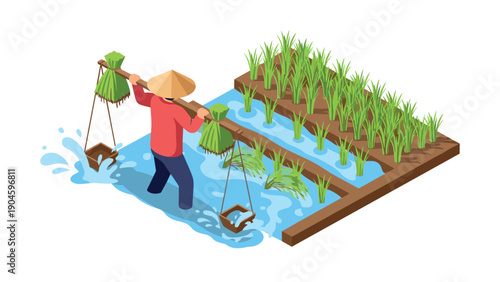 Isometric farmer planting rice in paddy field with water