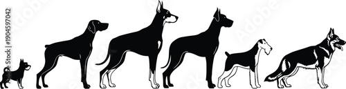 Various dog breeds standing in side view, black silhouette vector illustration comparing sizes, shapes, and characteristics of domestic dogs in a clean lineup design