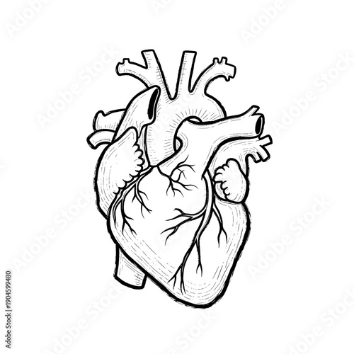 realistic vector Anatomy of Human Heart illustration, detailed medical organ diagram. Science and education concept.