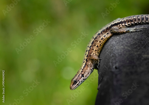 Small lizard crawling on a stone in the garden