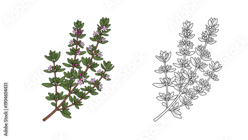 Sprigs of fresh thyme with small purple flowers presented in both colored and line drawing versions for botanical illustration.