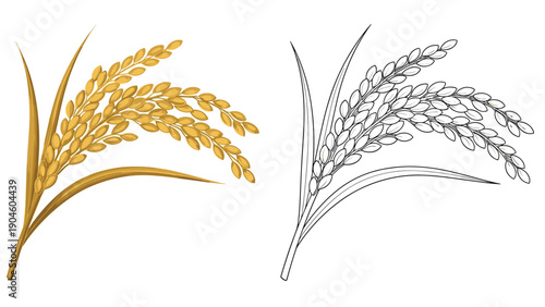 Ripe golden rice stalks with heavy grains presented as a color illustration and a matching black line drawing on a white background.