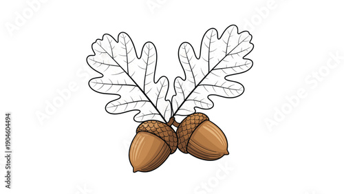 Pair of brown acorns with their textured caps and large oak leaves shown in a mix of color and line drawing styles on white.