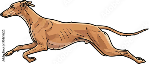 Sloughi Dog running jumping leaping athletic movement