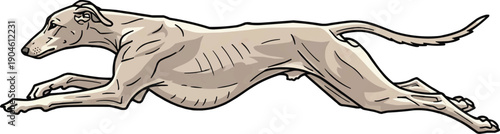 Sloughi Dog sprinting full stride galloping movement illustration