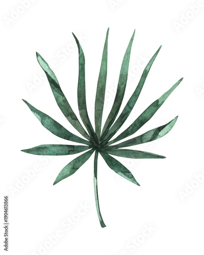 cannabis leaf isolated on white