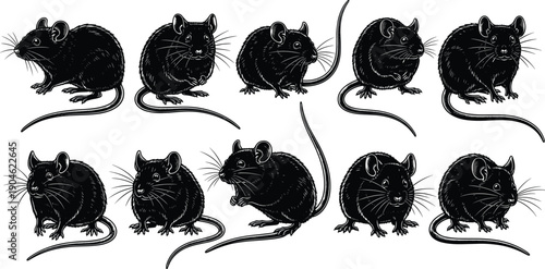 Black mouse silhouettes collection showing small rodent animals in different poses, detailed hand drawn vector style for wildlife illustration, education, branding, and design use