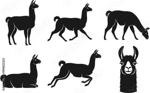 Llama silhouette illustration set showing standing walking running grazing resting poses and detailed head view isolated on white background