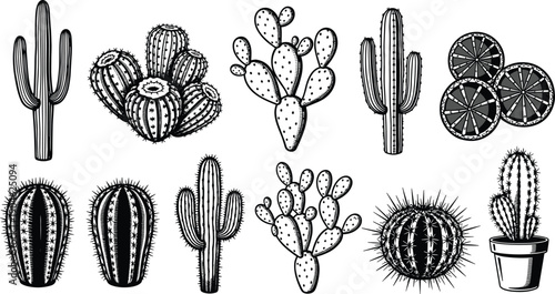 Vintage cactus illustration set, hand drawn desert succulents, black and white botanical icons collection isolated on white background vector printable design