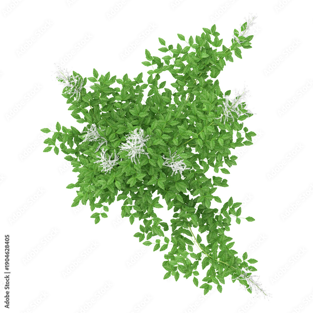 Obraz premium 3d illustration of Aruncus sylvester Plant isolated on transparent background from top view