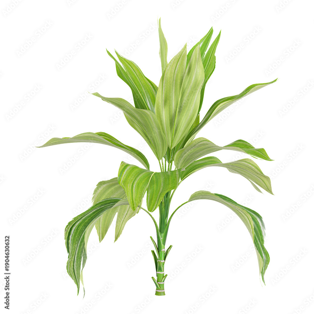 Fototapeta premium 3d illustration of Miniature fish-tail palm Tree isolated on transparent background