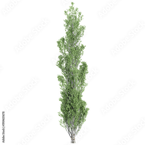 3d illustration of Populus nigra italica Tree isolated on transparent background