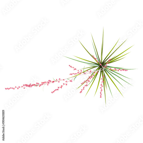 Quadro su tela 3d illustration of Red yucca tree isolated on transparent background from top vi