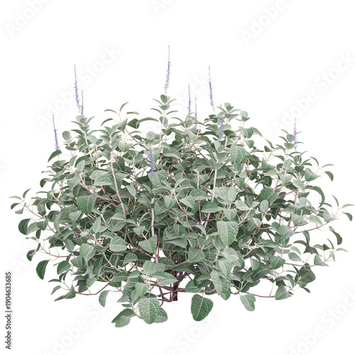 Wallpaper Mural 3D rendering of Curry plant on transparent background Torontodigital.ca