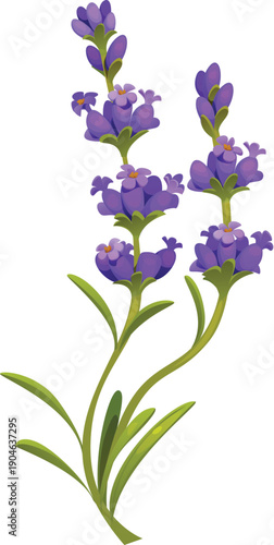 Lavender flowers of a blooming lavender sprig in soft purple hues. Botanical vector lavender's use in essential oil production and natural cosmetics. Perfume packaging, or invitation designs