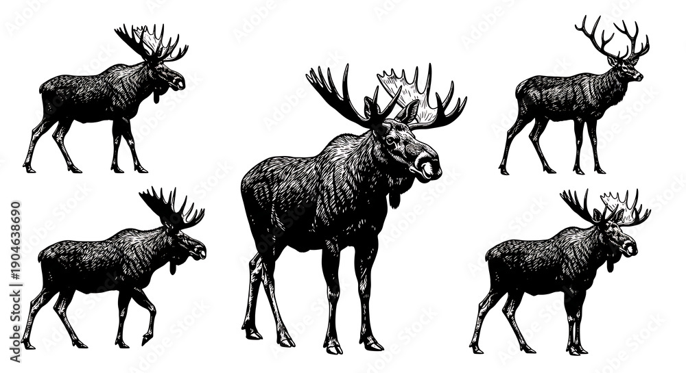 Naklejka premium Collection of moose in different poses and sizes