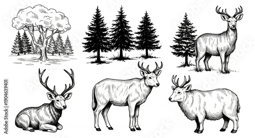 Hand Drawn Deer and Forest Illustrations.