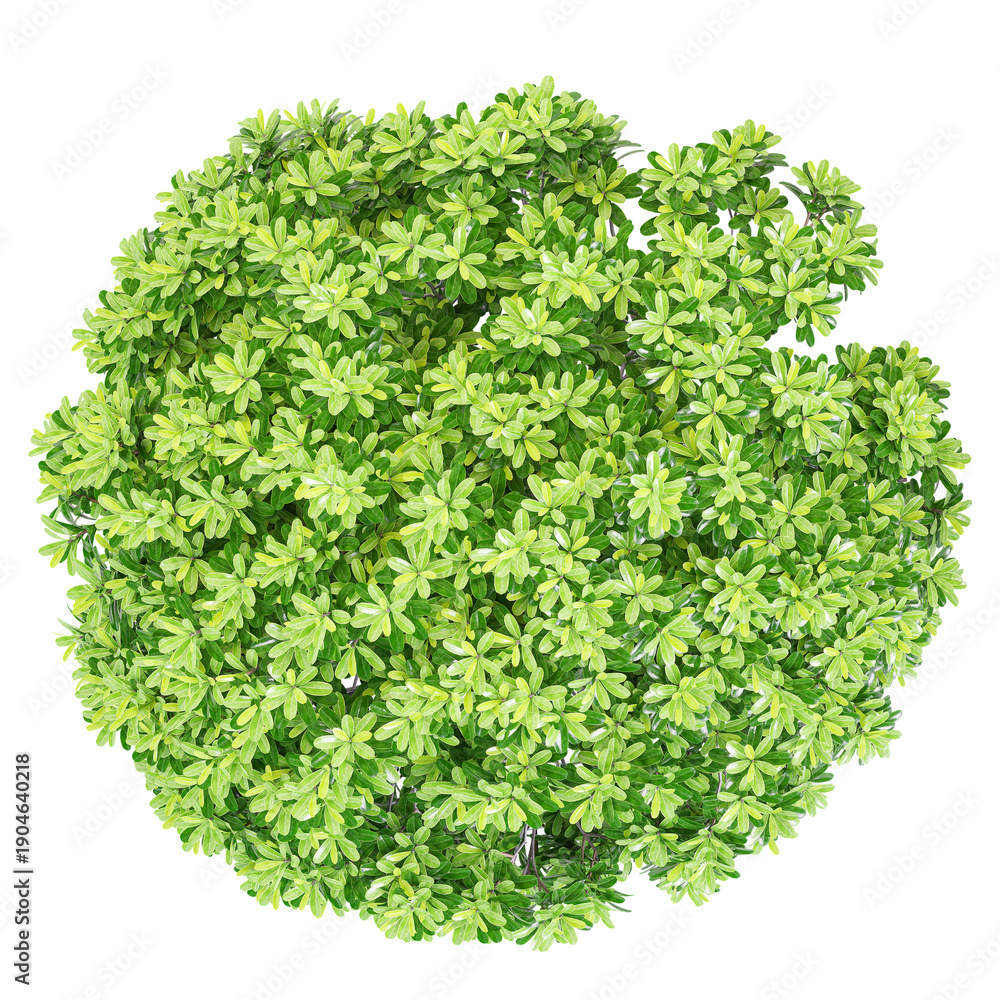 Obraz premium collection of Cheesewood plant on transparent canvas from top view