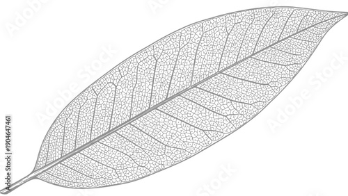 Detailed illustration of a leaf skeleton on white background
