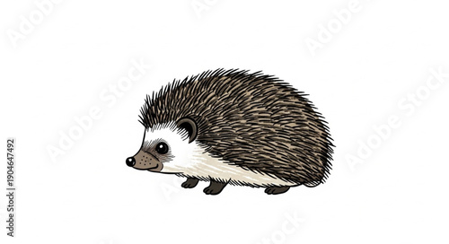 Illustration of a small hedgehog on a white background.