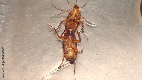 a pair of cockroaches mating in the sink or dishwashing area. Cockroaches upside down