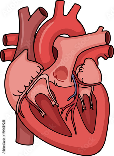 Anatomical illustration of a human heart from a frontal perspective showing its detailed structure and chambers