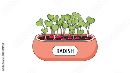 Young radish seedlings with heart shaped leaves growing in an orange ceramic pot against a white background.