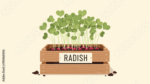 Harvested radishes with green leaves stored in a rustic wooden crate labeled with the word radish against beige background.