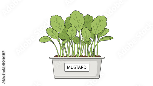 Fresh mustard green plants growing in a plastic container with soil, urban indoor gardening and healthy food concept.