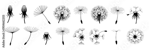 Dandelions hand-drawn set with various stages of blooming and seed dispersal, intricate black and white line art featuring nature, botanical, illustration with floral and plants elements for