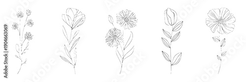 Flowers line art set with minimalist illustrations and simple stems featuring botanical, floral, elegant with delicate and subtle elements for black and white, sketch projects, clean composition on