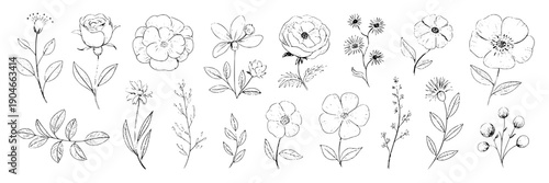Flowers hand drawn set with simple black lines and minimalist floral designs featuring line art, botanical, illustration with decorative and elegant elements for delicate, stems projects, clean