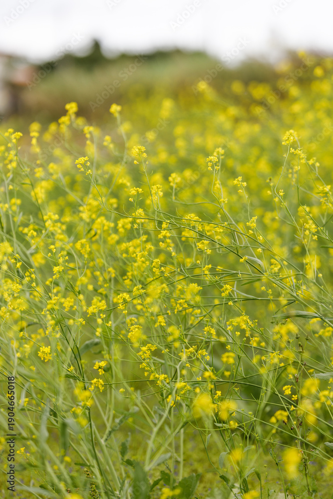 Obraz premium Yellow mustard flowers blooming in a spring field with soft green background 春に咲くカラシナの黄色い花畑とやわらかな緑