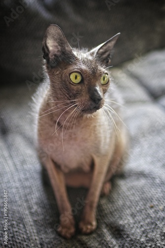Cute Lykoi cat chilling on a sofa and looking away. Vertical image with soft focus.