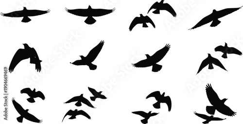 Set of flying bird silhouettes, eagle hawk and falcon vector illustrations collection, wings spread flight poses, predator animal figures isolated on white.