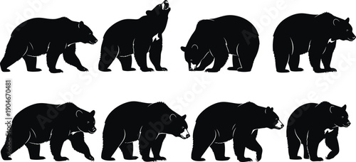 Set of bear silhouettes, wild grizzly animal collection, standing walking and roaring predator vector illustrations, black figures isolated on white background, wildlife nature.
