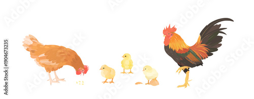 Cute cartoon farm birds collection. Vector hand drawn illustrations of Chicken family. Hen, Rooster and little Chicks isolated on white background. Set of poultry clip art. 