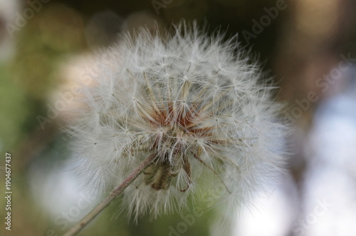 dandelion