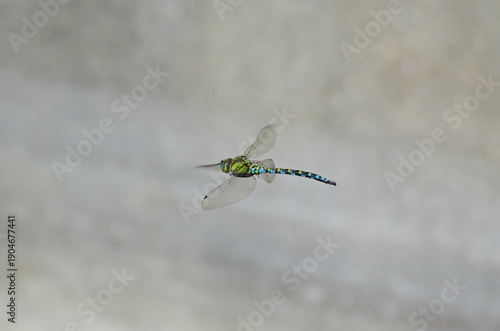 dragonfly in flight