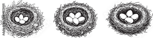 birds nest with eggs vector line art hand drawn illustration. Detailed black and white drawing of a bird's nest with four eggs, intricate design. Vector illustration