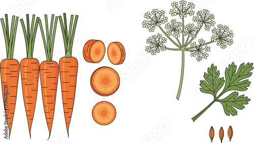 Vector illustration set of fresh carrots featuring whole carrots with green tops, sliced rounds, carrot leaf, white blossoms, and seeds isolated on white background.