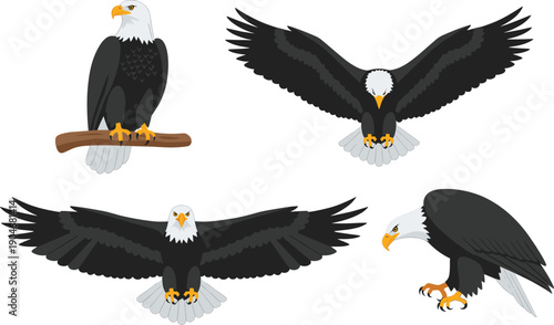 Vector illustration set of bald eagles featuring the majestic bird perched on a branch, in flight with open wings, and in various predatory poses isolated on white background.