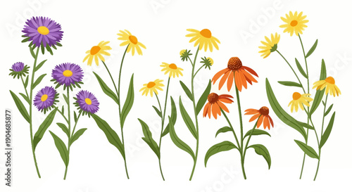 Collection of Diverse Wildflowers in Various Colors and Shapes on White Background