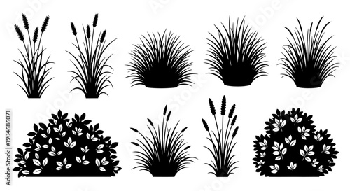 Collection of Black Silhouettes of Various Grasses and Bushes for Design