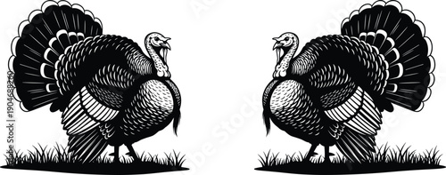Black silhouette vector set of two large male turkeys with feathers fanned out standing in grass for Thanksgiving holiday dinner and organic farm concepts